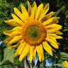 Фото профиля AnnieOakleyVT