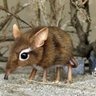 rusty shrew's profile picture