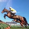 Newmarket House Stud's profile picture
