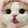 Фото профиля cihan