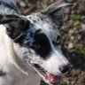 Commonerpigy profil fotoğrafı