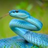 Blue Mamba's profile picture