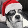 Henry Dog 的头像