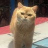 Orange2810aL profil fotoğrafı