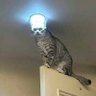 Profilbild von catnip addicts