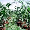 Hilltop Agro Enterprises profil fotoğrafı