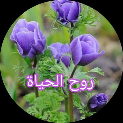 aa_231a's profile picture