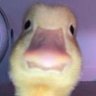 Фото профиля Mr_Duckk