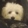 Profilbild von BABET
