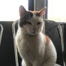 mad cat 𓃬☼ profil fotoğrafı