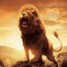layoni lion profil fotoğrafı