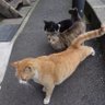 やもし profil fotoğrafı