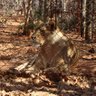 Mufasa's profile picture