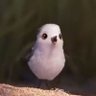 Profilbild von de_XiaoYanzi