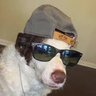 PuckDogg 的头像