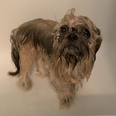 limit wayz's profile picture