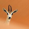 المها🦌 profil fotoğrafı