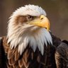 Eagle fan's profile picture