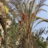 أبو عبدالرحمن's profile picture