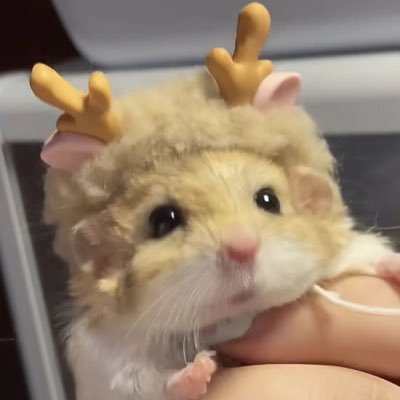 짱⋆౨ৎﾟ⟡.'s profile picture