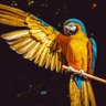 Фото профиля Ross Johnson