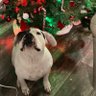 🎄Queen🎄🇺🇸🇺🇸's profile picture