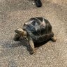 三輪バイク 的头像