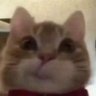Profilbild von meow