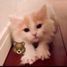 銀⭐︎猫 _3090🏍️ 的头像