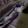 cats cats cats love them all our family is big all's profile picture