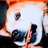 🤮リラ(最強)チノダ・スキンさん🍚🪣🎎's profile picture