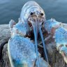 blue crayfish 的头像