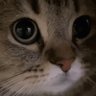 voot's profile picture