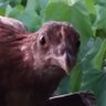 Profilbild von Mangz RedjoyOwo