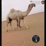 عبدالله بن محمد 的头像