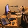 out of context dogs 的头像