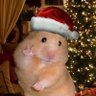Profilbild von Stefy15