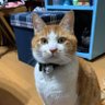 ぽんぽん1026's profile picture