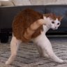 Фото профиля Stanley The Cat Community