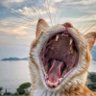 sheen(ش) profil fotoğrafı