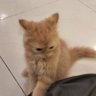 :ppak profil fotoğrafı