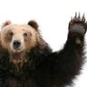 SaddyBear $ODY (Ø,G)🧙♂️,🧙♂️ 的头像
