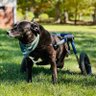 Profilbild von DOG IN A WHEELCHAIR