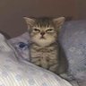alanyatko's profile picture