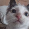 pedrooooo 的头像