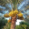 Abedo Almasry's profile picture