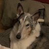 Profilbild von Collie Momma