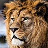yns profil fotoğrafı