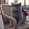 Grey cat 的头像