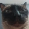 Profilbild von Pão de alho